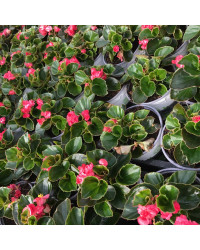 Begonia Doublet Red Green Leaf
