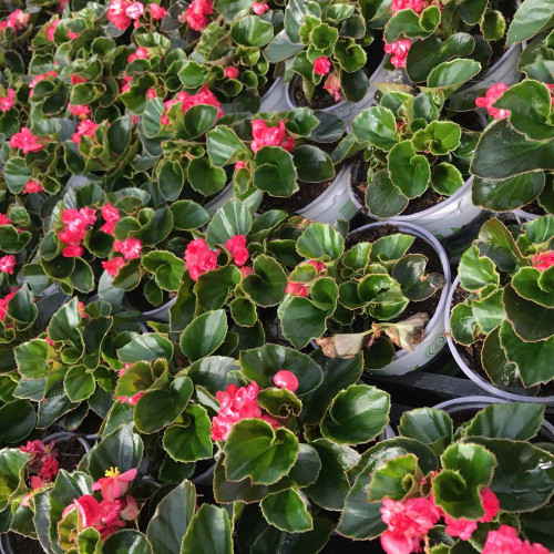 Begonia Doublet Red Green Leaf