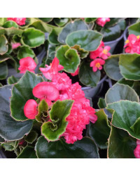 Begonia Doublet Red Green Leaf