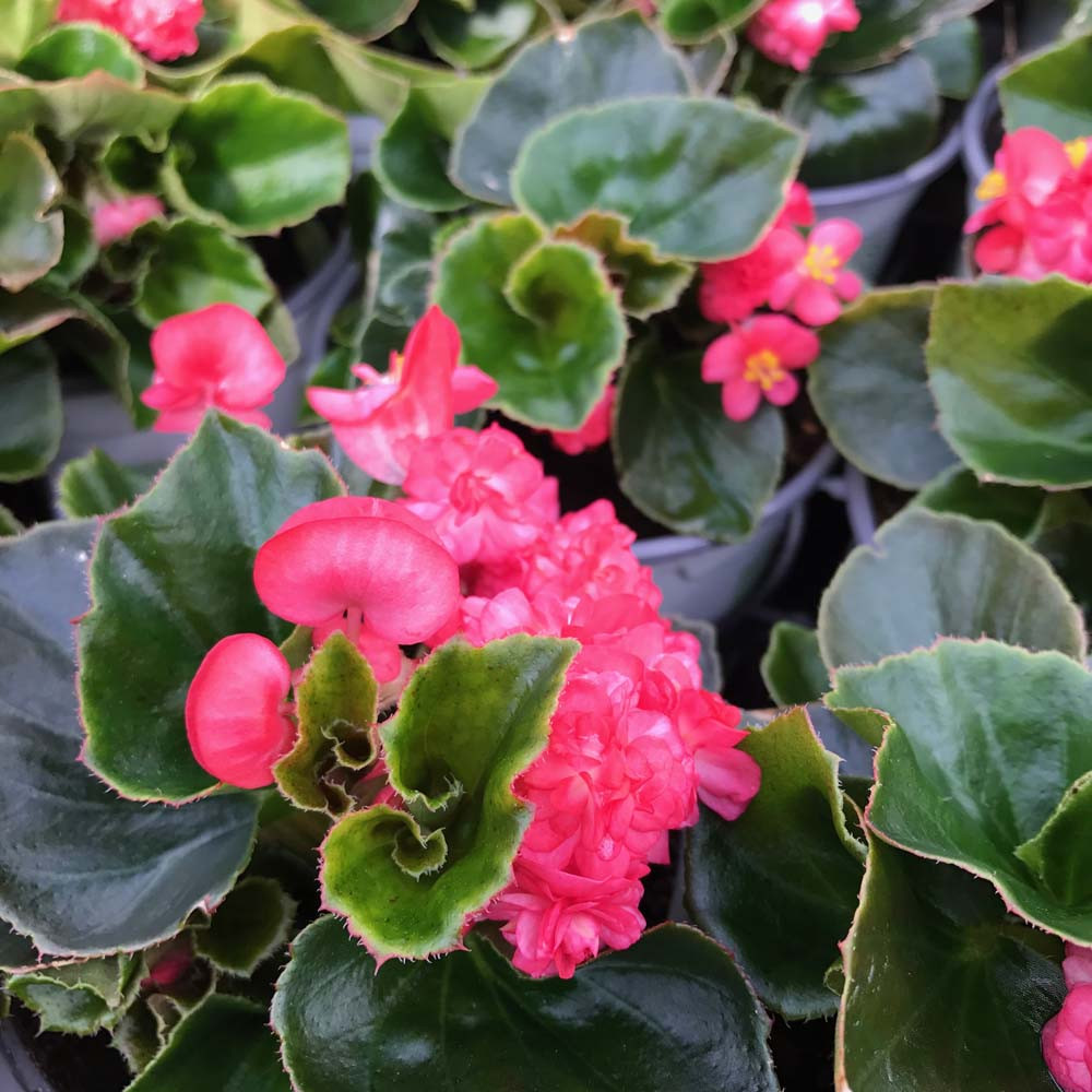 Begonia Doublet Red Green Leaf