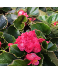 Begonia Doublet Red Green Leaf