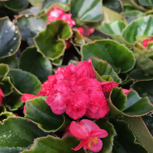 Begonia Doublet Red Green Leaf