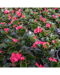 Begonia Doublet Red Green Leaf
