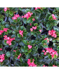 Begonia Doublet Red Green Leaf