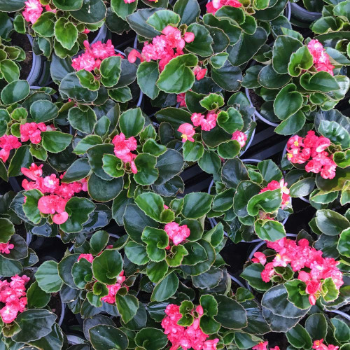 Begonia Doublet Red Green Leaf