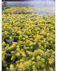 Sedum Mexicanum Gold Mound