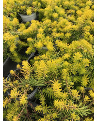 Sedum Mexicanum Gold Mound