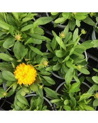 Coreopsis Solanna Golden Sphere