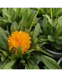 Coreopsis Solanna Golden Sphere