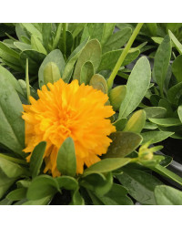 Coreopsis Solanna Golden Sphere