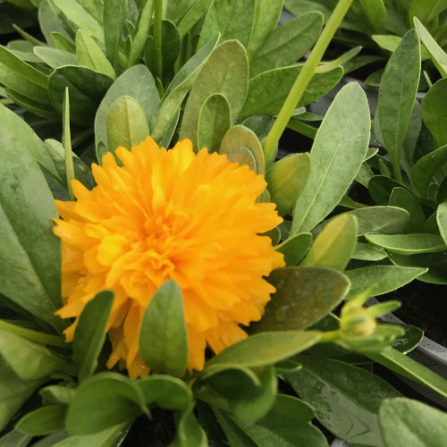 Coreopsis Solanna Golden Sphere