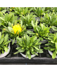 Coreopsis Solanna Golden Sphere