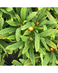 Bracteantha immortelle dreamtime jumbo jaune