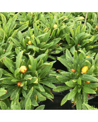 Bracteantha immortelle dreamtime jumbo jaune