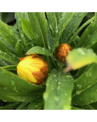 Bracteantha immortelle dreamtime jumbo jaune