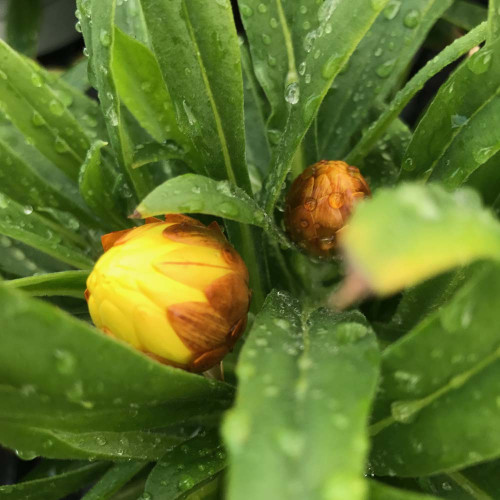 Bracteantha immortelle dreamtime jumbo jaune