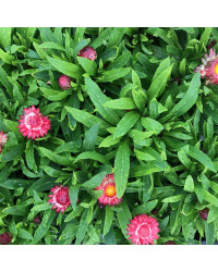 Bracteantha (Immortelle) Dreamtime Jumbo Red