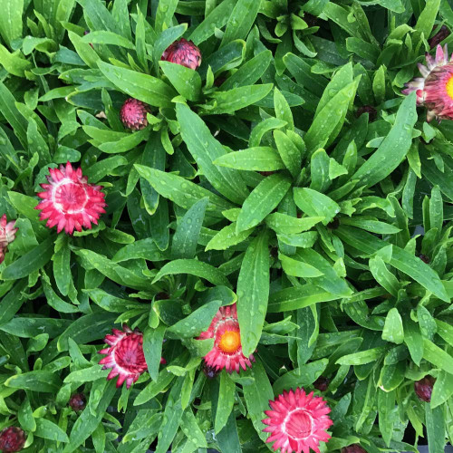 Bracteantha (Immortelle) Dreamtime Jumbo Red