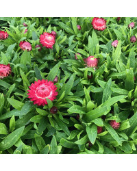 Bracteantha (Immortelle) Dreamtime Jumbo Red
