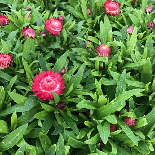 Bracteantha (Immortelle) Dreamtime Jumbo Red