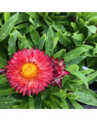 Bracteantha (Immortelle) Dreamtime Jumbo Red