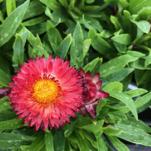 Bracteantha (Immortelle) Dreamtime Jumbo Red