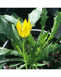 Euryops Sunshine