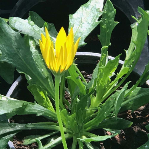 Euryops Sunshine