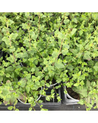 Sauge Microphylla Hot Lips rouge