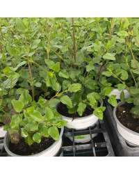 Sauge Microphylla Hot Lips rouge