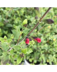 Sauge Microphylla Hot Lips rouge