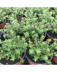 Thym Vulgaris Fredo