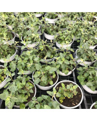 Agastache Kudo Coral Rose