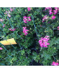 Geranium Lierre Simple Acapulco Rose