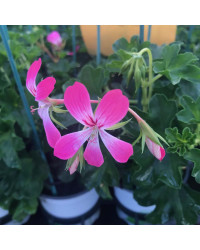 Geranium Lierre Simple Acapulco Rose