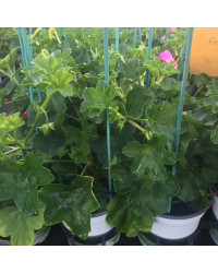 Geranium Lierre Simple Acapulco Rose