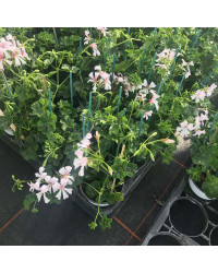 Geranium Lierre Simple Blanc