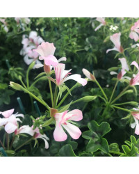 Geranium Lierre Simple Blanc