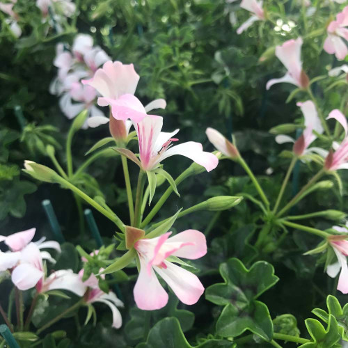 Geranium Lierre Simple Blanc