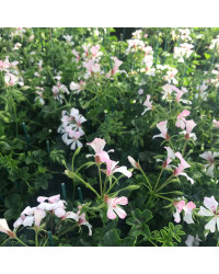 Geranium Lierre Simple Blanc