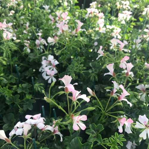 Geranium Lierre Simple Blanc