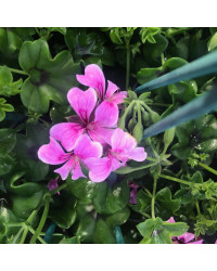 Geranium Lierre Simple Mauve Basky