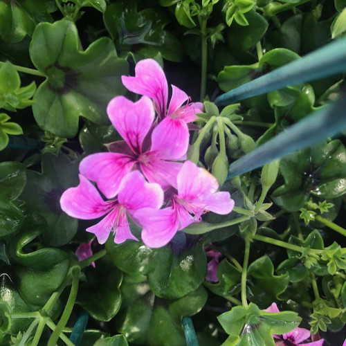 Geranium Lierre Simple Mauve Basky