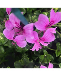 Geranium Lierre Simple Mauve Basky