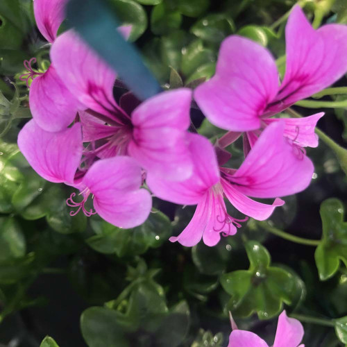 Geranium Lierre Simple Mauve Basky