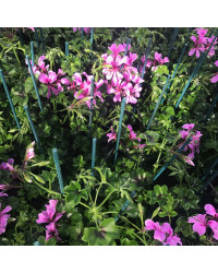 Geranium Lierre Simple Mauve Basky
