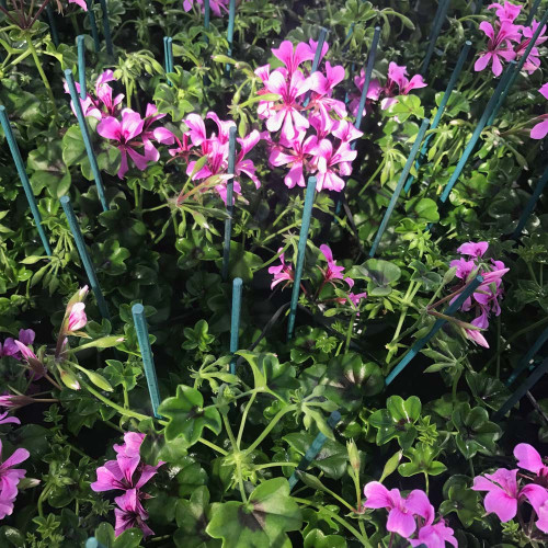 Geranium Lierre Simple Mauve Basky