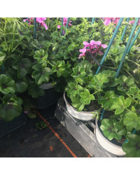 Geranium Lierre Simple Mauve Basky
