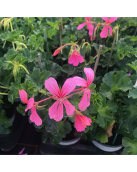 Geranium Lierre Simple Rose Pâle