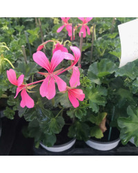 Geranium Lierre Simple Rose Pâle